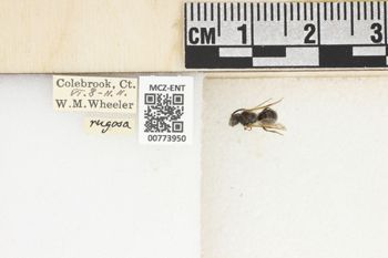 Media type: image;   Entomology 773950 Aspect: Labels